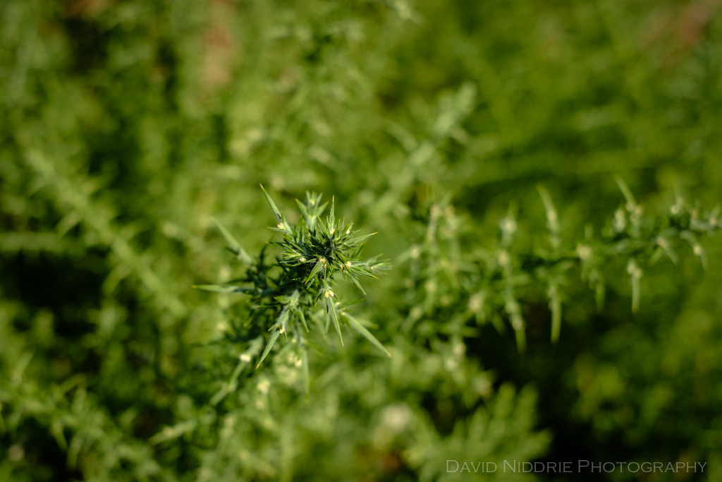 davidniddrie_saltspring_nov2012-0770