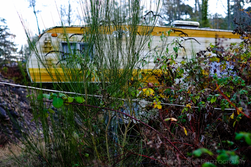 davidniddrie_saltspring_nov2012-0798
