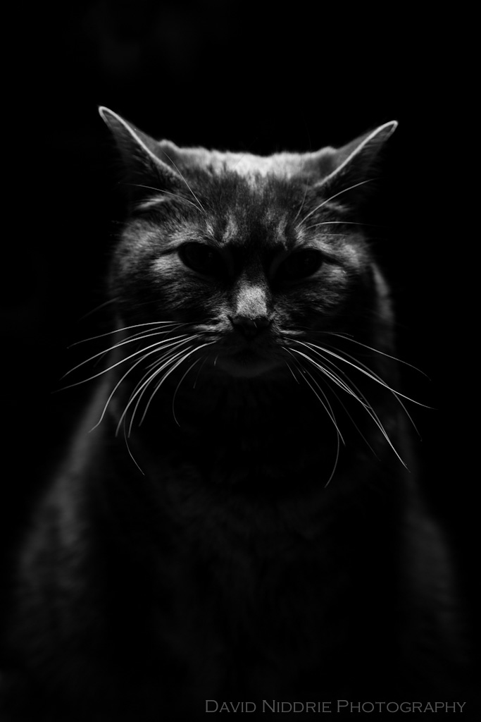 davidniddrie_tabitha_whiskers-1292