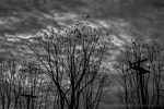davidniddrie_vancouver_crows-4425