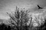 davidniddrie_vancouver_crows-4449