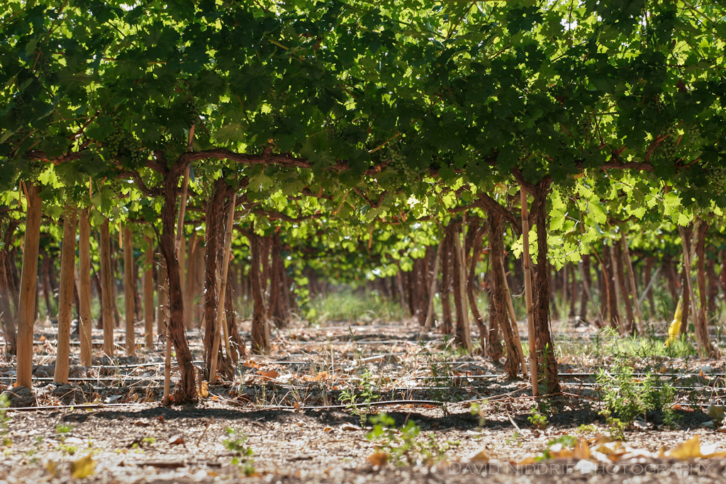 davidniddrie_vineyard_mendoza-7084