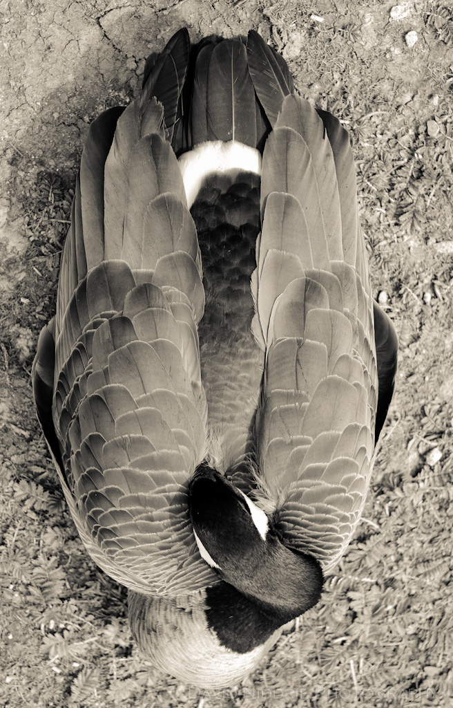 davidniddrie_goose-5268