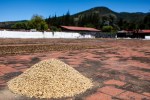 davidniddrie_guatemala_coffee-5656
