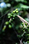 davidniddrie_guatemala_coffee-5686