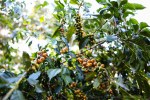 davidniddrie_guatemala_coffee-5956