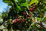 davidniddrie_guatemala_coffee-5959
