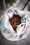 davidniddrie_guatemala_coffee-5986
