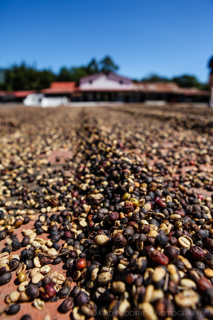 davidniddrie_guatemala_coffee_5647