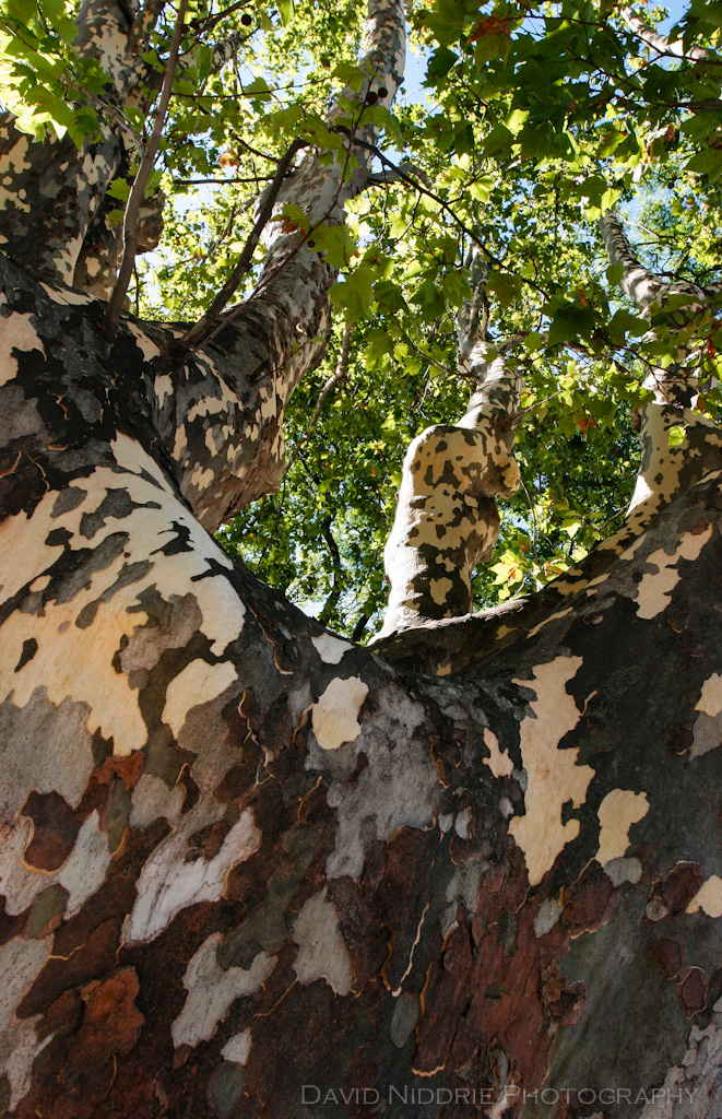 davidniddrie_sycamore_buenosairea-5959