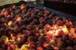 davidniddrie_bc_parsons_peaches-8051