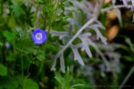 davidniddrie_woodlandgarden-june-6406