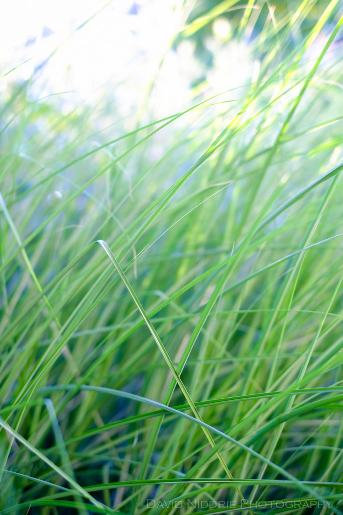 davidniddrie_woodlandgarden_july-7571