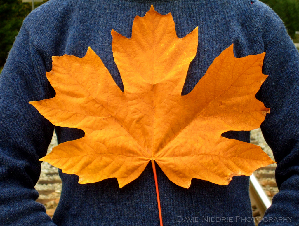 davidniddrie_birkenhead_bigyellowleaf-3254