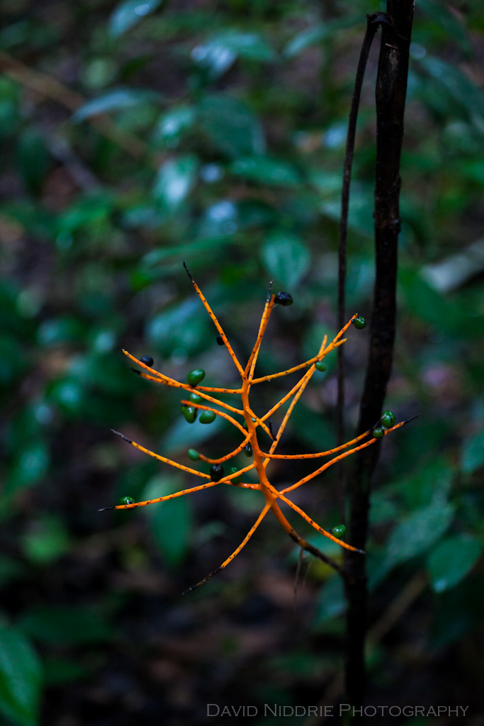 davidniddrie_guatemala_orangejungle-6878