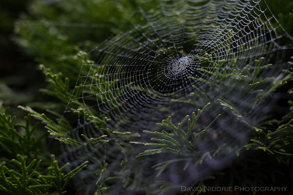 davidniddrie_woodland_spiderwebs-9823
