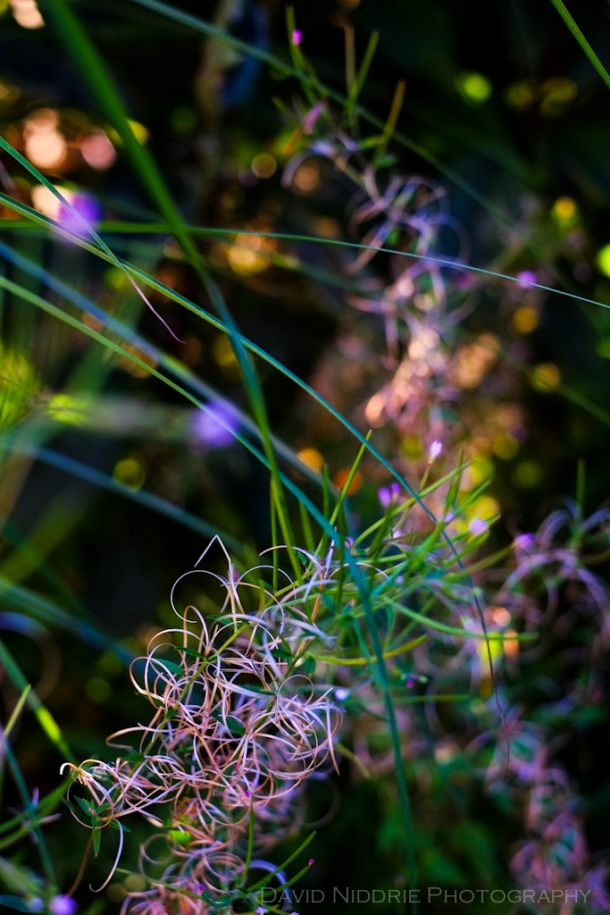 davidniddrie_woodlandgarden_july-7531