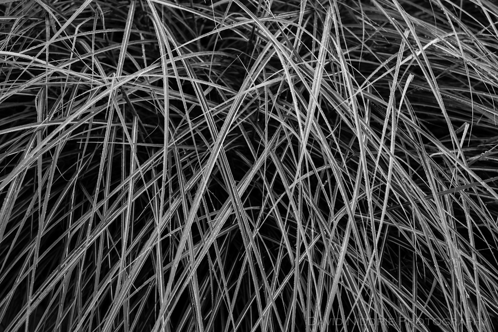 davidniddrie_woodlandgarden_autumn-9705