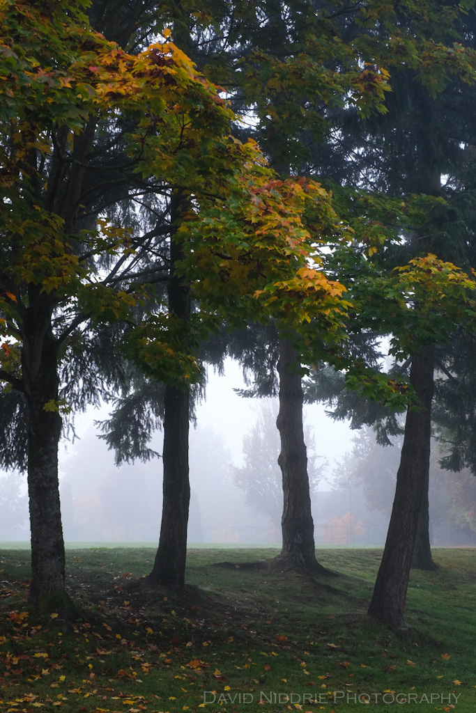 davidniddrie_woodlandmorning-9927