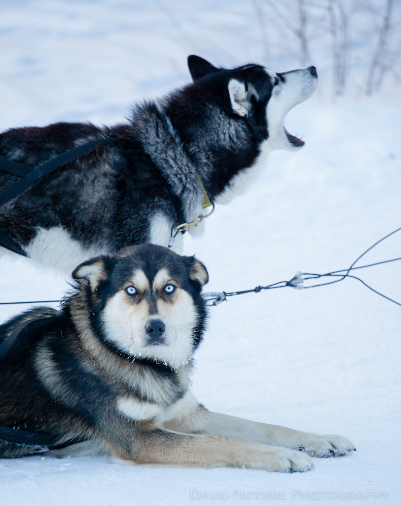 davidniddrie_alberta_sleddogs-9957