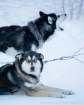 davidniddrie_alberta_sleddogs-9957