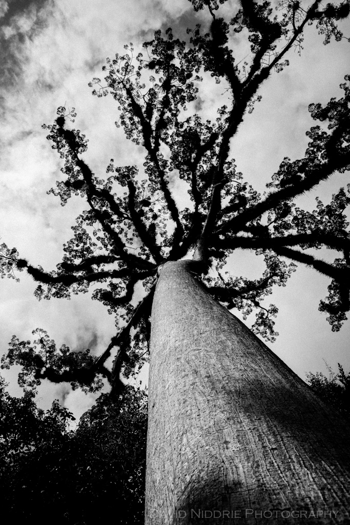 davidniddrie_guatemala_tikal_flora-7174