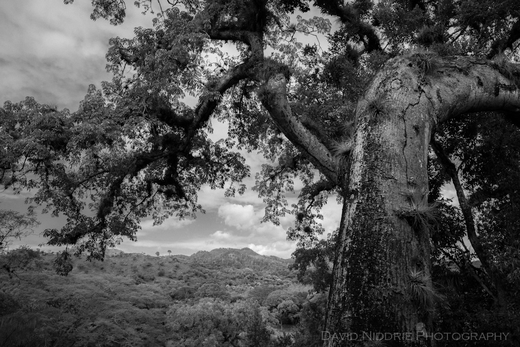 davidniddrie_honduras_copan_life-8010