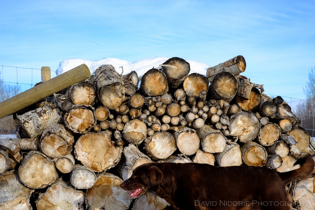 davidniddrie_carvel_woodpile-1210