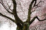 davidniddrie_vancouver_blossomtree-2805