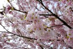 davidniddrie_vancouver_cherryblossoms-2841