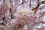davidniddrie_vancouver_cherryblossoms-2844