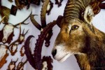 davidniddrie_austria_tyrol-4551
