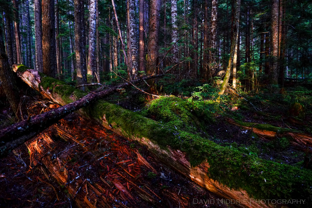 davidniddrie_cheakamuslake-6341