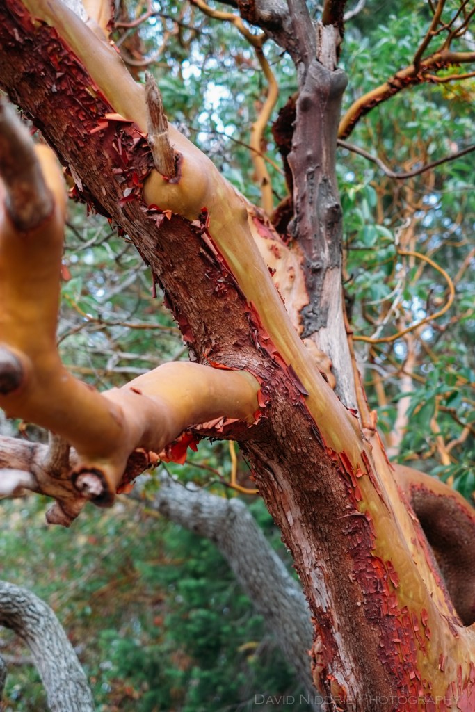 An Arbutus tree and bark on Vancouver Island.