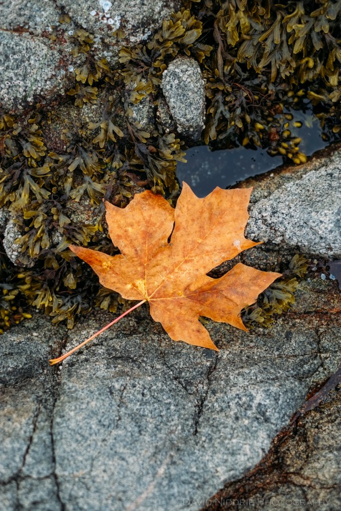 A maple leaf sits in a tidal pool on the Pacific Ocean.