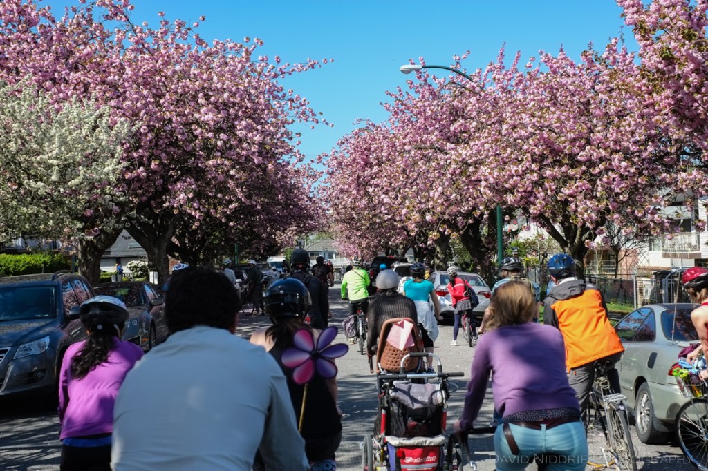 Cyclists ride beneath cherry and sakura blossoms in Vancouver.