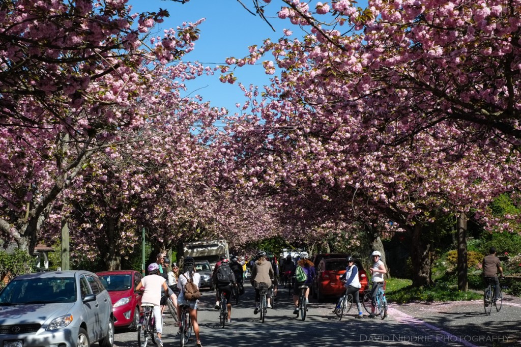 Cyclists ride beneath cherry and sakura blossoms in Vancouver.