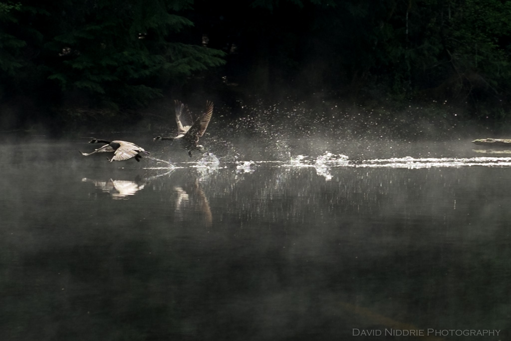 A pair of Canada Geese take off from the water.