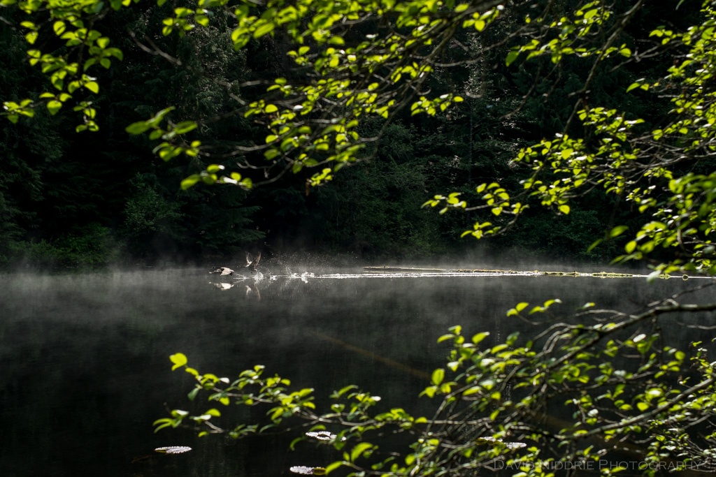 davidniddrie_alicelake2016-8406