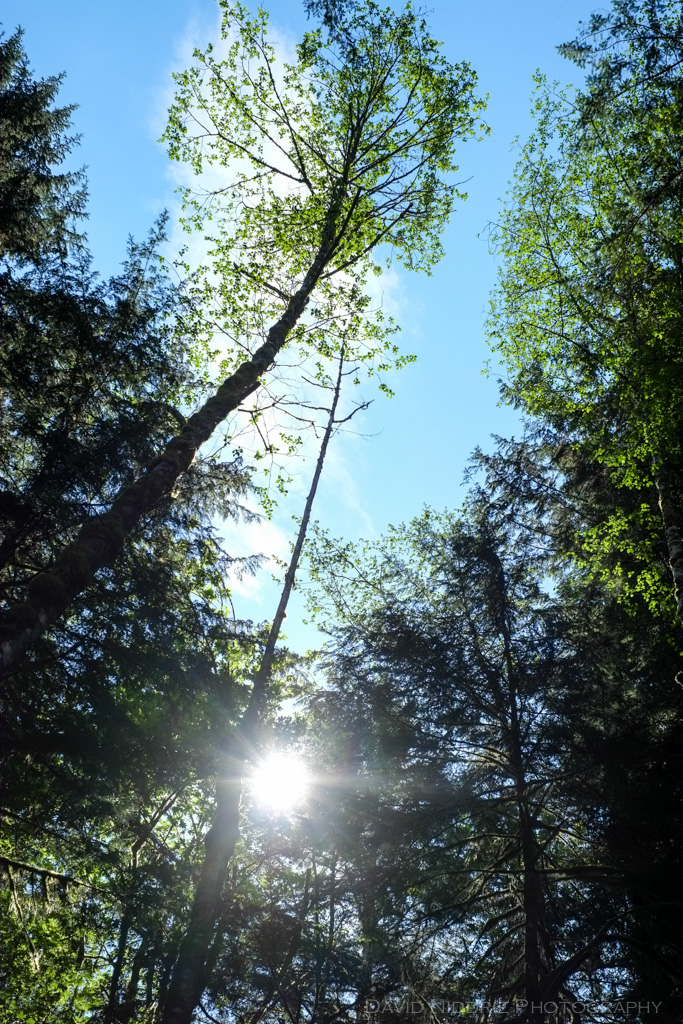 Trees and sunshine in the forest.