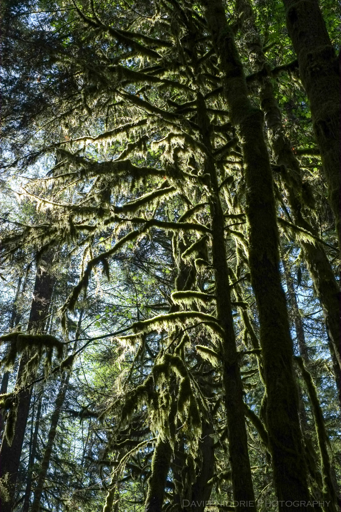 Moss covers the trees in the wilderness at Alice Lake, BC.