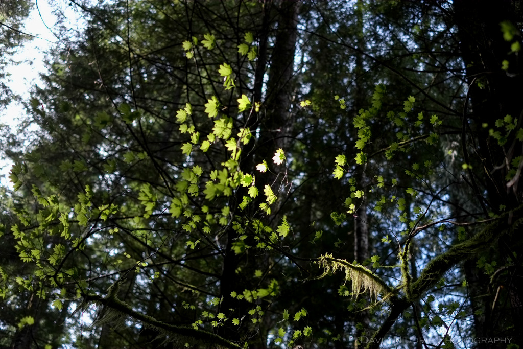 The forest wilderness in BC.
