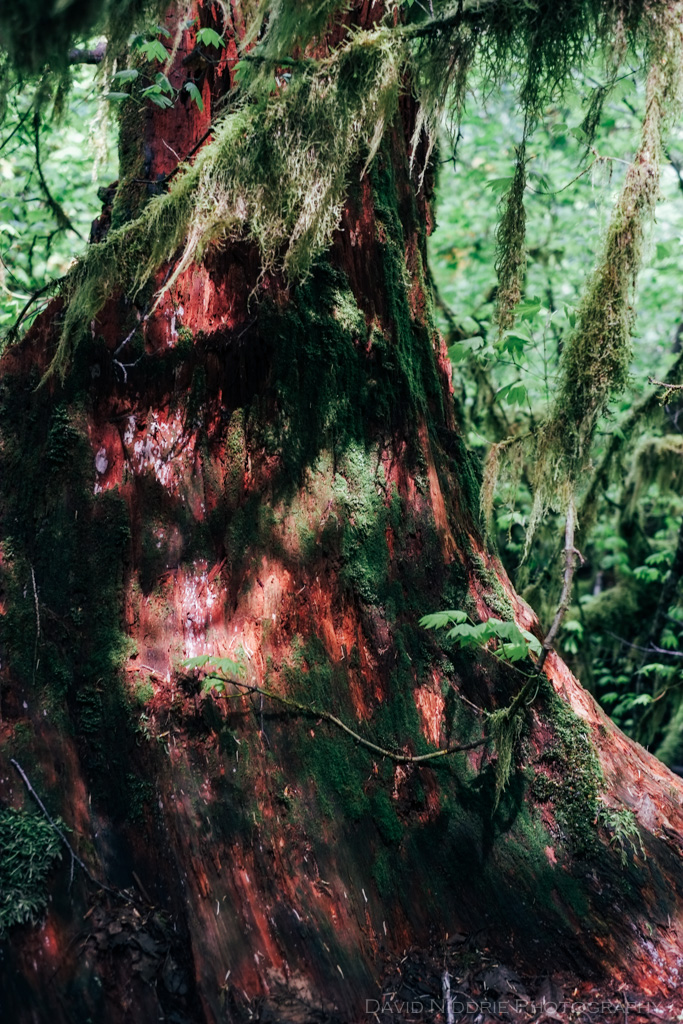A cedar stump is covered in moss and red bark.