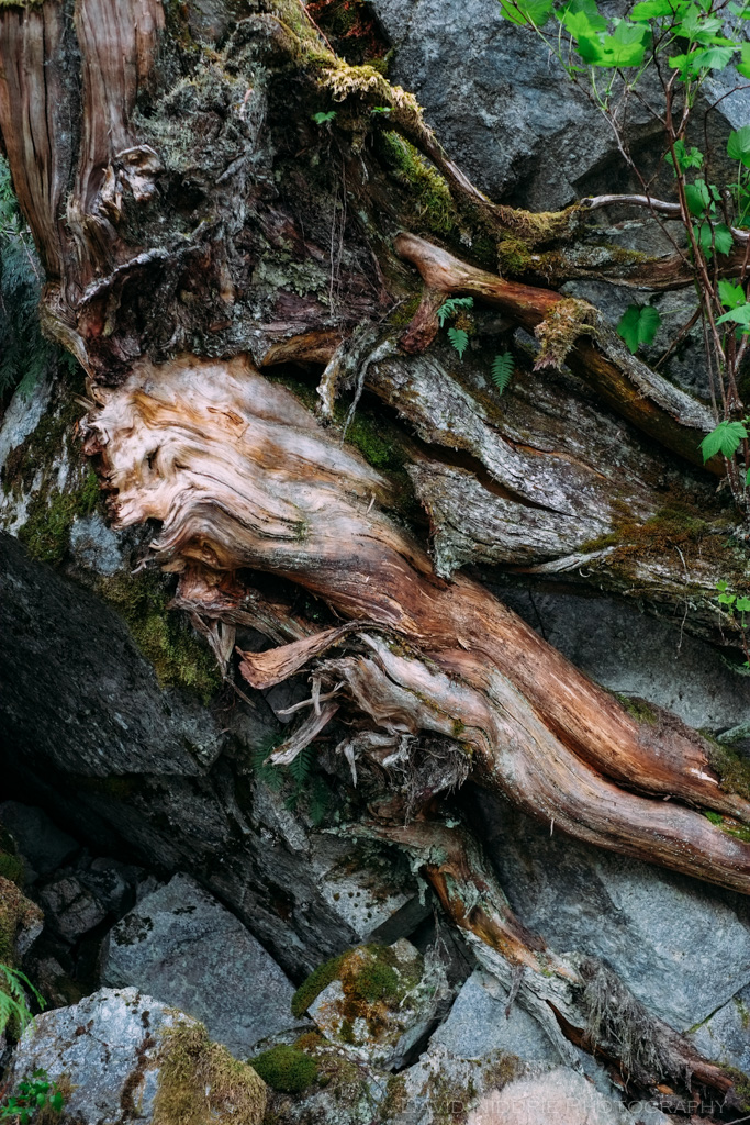 An abstract photo of rocks, plants and roots.