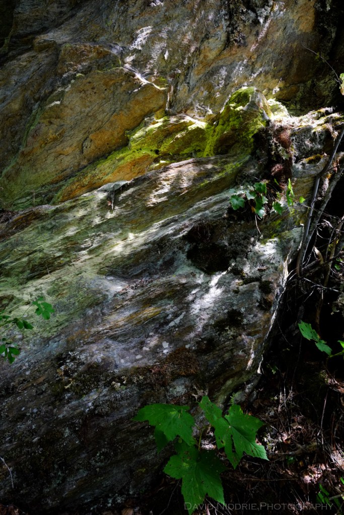 An abstract photo of rock and plant formations.