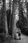 Dad and the old growth tree in black and&nbsp;white.