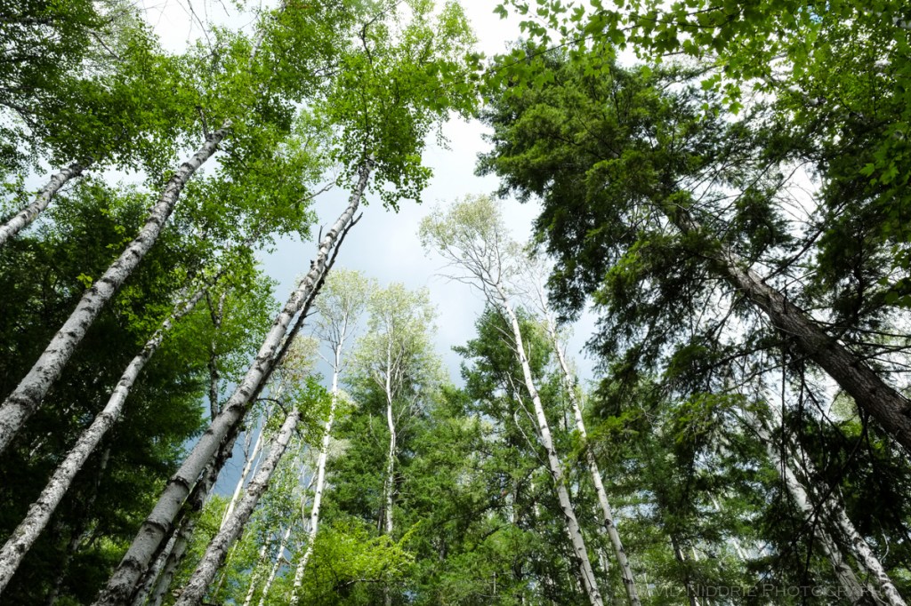 Wells Gray Park trees and forest wilderness in BC.