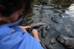 Cleaning a rainbow&nbsp;trout