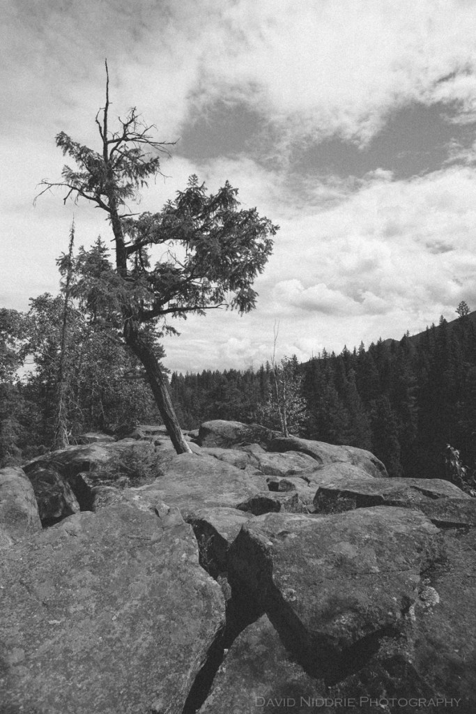 A tree grows out of stone in this black and white photo.