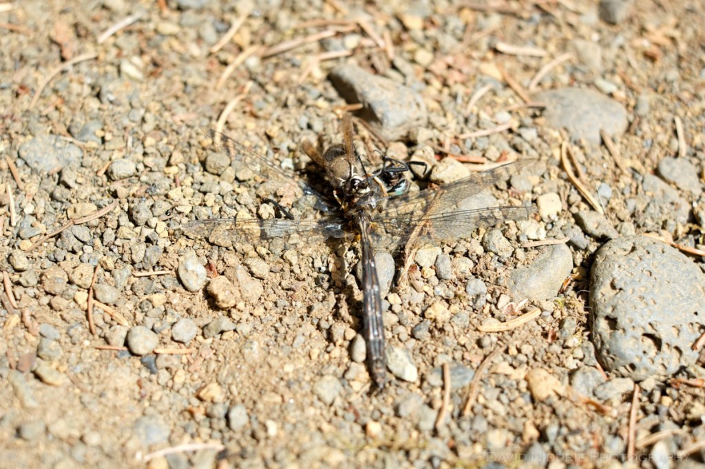 A hornet attacks and eats a dragonfly.